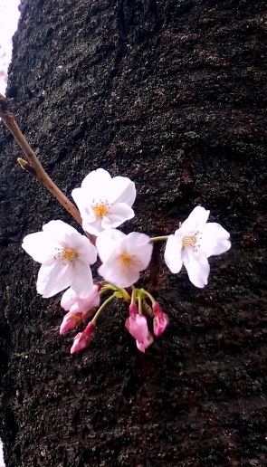 新月と桜と再アチューンメント。